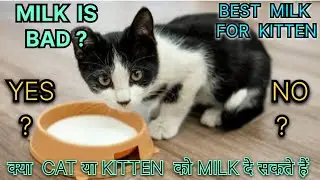 Best milk For Kitten |cat ko milk dena chahea ya nhi?|Is milk safe for cat #cats #viral #viralvideo