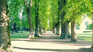 L'all&eacute;e de tilleuls et le ch&acirc;teau en fin de journ&eacute;e