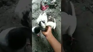 Ghar ka butor