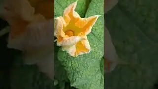 Distinguish Male And Female Flower Of Cucurbitacece Family #bsc #cucurbitaceae #botany #swati #lsi