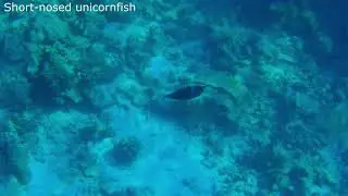 Short-nosed unicornfish (Naso brevirostris)