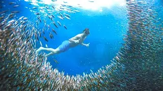 Where to Swim With Sardines & Turtles in Philippines..!