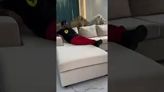 Dubai UAE Sheik Lion 🦁#Lion #shaikh #dubai #Animal #shorts #viral #ur Ronaldo @ur.Ronaldo