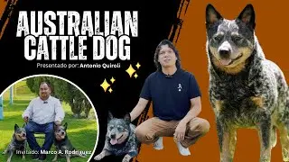 Australian Cattle Dog, un perro no apto para cualquiera | Los RecomendaDogs Temp 2 Ep. 3
