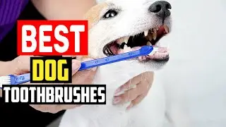 ✅ Top 5 Best Dog Toothbrushes in 2025