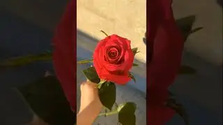 🌹🥰🌹🥰🌹#nature#trending#bcff11