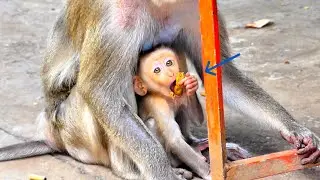 Poor Baby Monkey Crying From Hunger