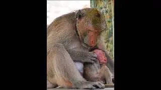 Monkey Father Boomer Take Care Her Baby