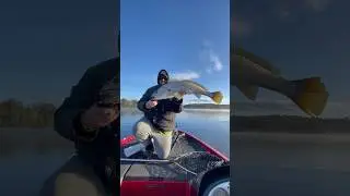 Pt.2 Did I land this fish? BIG Mulloway on Daiwa bait junkie soft plastics! #fishing #mulloway #fish
