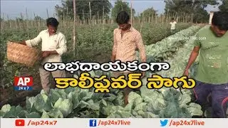 Success Story Of Ideal Farmer Behind Cauliflower Farming | Rythu Ratham | AP24x7