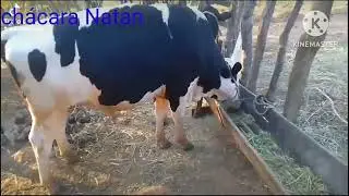 BELO NOVILHO MUITA RA&Ccedil;A