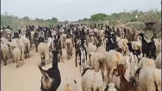 Goates enjoy beautiful majedar video