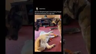 German shepherd gets corrected by kangal because of rough play  #dog  #shorts #viral #shortvideo
