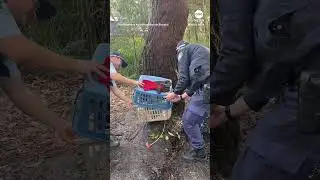 Rehabilitated koala released back into wild after it was hit by a car