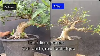 Making a bonsai los using the cut and grow technique 