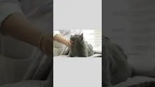 How Often Should Your Cat See the Vet. Kitten. Adult. Senior Guide  Tampa Vet #shorts