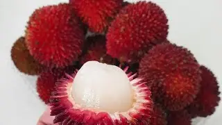 REVIEW BUAH PULASAN