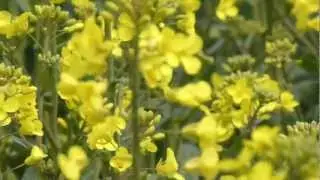 Field of rapeseed - Brassica napus -  K&aacute;lpl&ouml;ntur -  Repja - Matjurtir