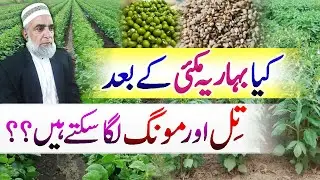 Feasibilty of Sesame and Mung bean cultivation after Spring Maize || Crop Reformer