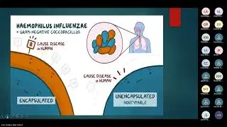 Coco Bacilos Gram negativos: Haemophilus influenzae, Bordetella Pertusis, MD Ruiz Solsol, Luis
