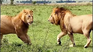 Olonkera asserting his dominance on his Brothers | Leader of Rongai Rocker Males | 1 November 2025