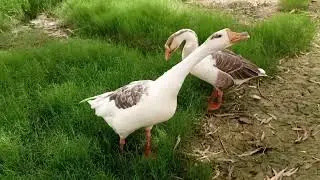 Goose Birds,Chinese Goose birds,in goose birds my mini zoo
