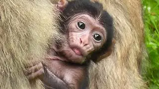 Cute Baby Monkey being a bit naughty