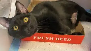 Micha | Cats for Adoption | Animal Welfare Association | Shelter & Clinic, Voorhees, NJ