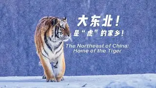 大东北！是&ldquo;虎&rdquo;的家乡