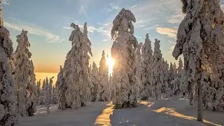 🇫🇮 Finnish Lapland Winter Dreams come true - Snowshoe hiking #crosscountry #snowshoe 🤍💙🤍