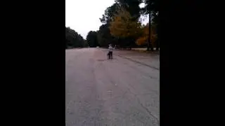Leia (German Shepherd) learning heel - Dog Training Raleigh Durham