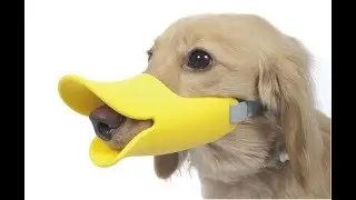 Top 5 Amazing Gadgets Every Pet Owner Must Have in 2018 | Amazon Gadgets | NEW TECH GADGETS | HINDI