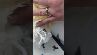 Boo had a blood feather! 🦜🚑 Watch the vet explain & see his before & after! #BloodFeather
