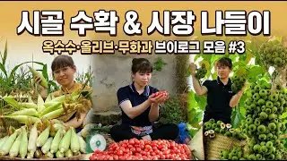 시골에서 수확하고 시장으로 가는 하루｜옥수수·올리브·무화과 수확 브이로그 모음 #3