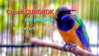 Cucak cungkok masteran mewah roll panjang