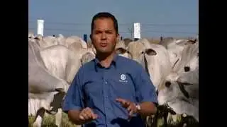 Grandes Criatórios Nelore Mocho Marca OB