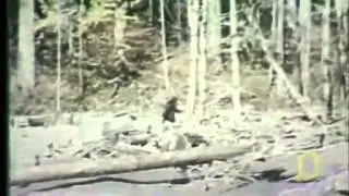uma　ビッグフット