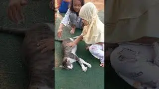 seneng banget sm kucing #shorts