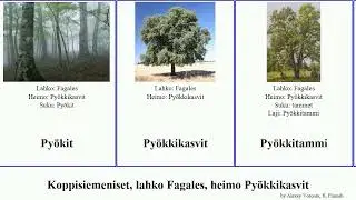 Koppisiemeniset, lahko Fagales, heimo Py&ouml;kkikasvit cubana angiosperms mollissima fissa Quercus