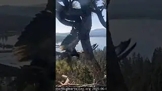 Eaglet in Big Bear, California, has left the nest. #shorts #shortsvideo