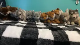 🦊🐾🐺 My WWF Plush Collection (Updated) 🦊🐾🐺