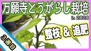 【農作業】万願寺とうがらしは何本仕立てがいいの？整枝と追肥のポイントとは？