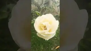 Finding Peace in a Rainy Garden | White Rose in the Soft Rain🌧️🌹 #shortsrelief #rose #flowers #viral