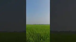 SHORTS 🍚 அரிசி இல்லாத உணவு  😲 உடலுக்கு முக்கிய காரணம் இதுதான்! Rice Sulphate Potash fertilizer