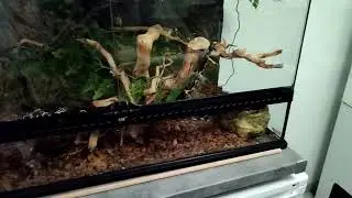 Alfgard Serpent Couleuvre Elaph Schrenckii 2