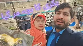بکری کا بچہ مر گیا😱😱||