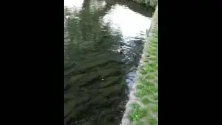 Boiling springs