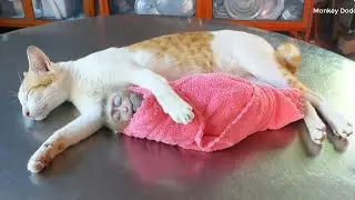 Human ALike! Kitty Cat Take Care Zuji When Sleep, Best_Relationship & Love Between Kitty & Zuji