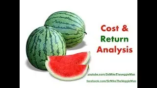 Watermelon planting - Potential income. Money from Watermelon.