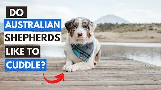 Do Australian Shepherds Like to Cuddle?